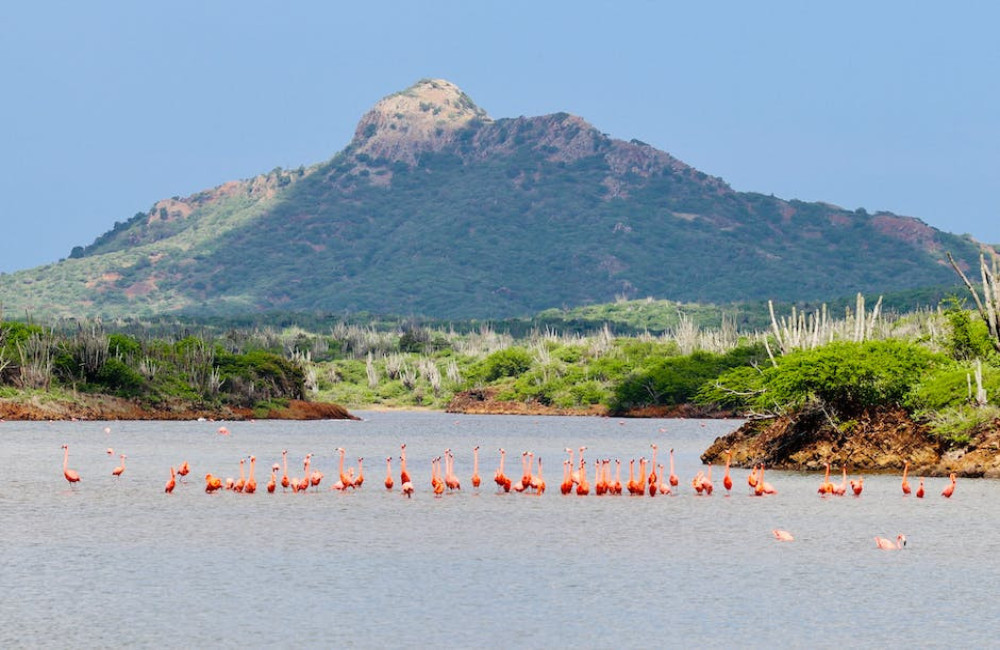 Ontdek het tropische paradijs Bonaire in 2024